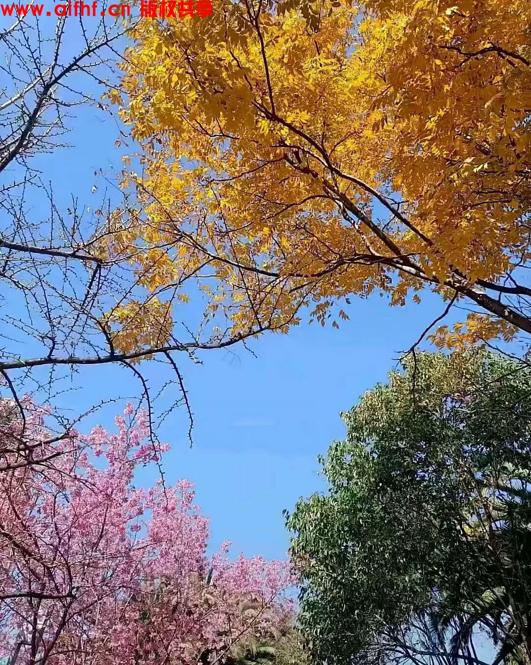 榷:四季同框之春夏秋冬（AIFHF优秀图片）