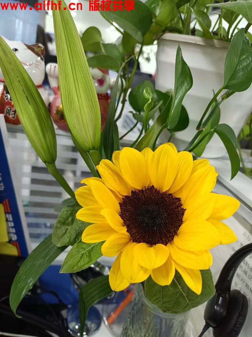 独一无二的宝:最美的花朵