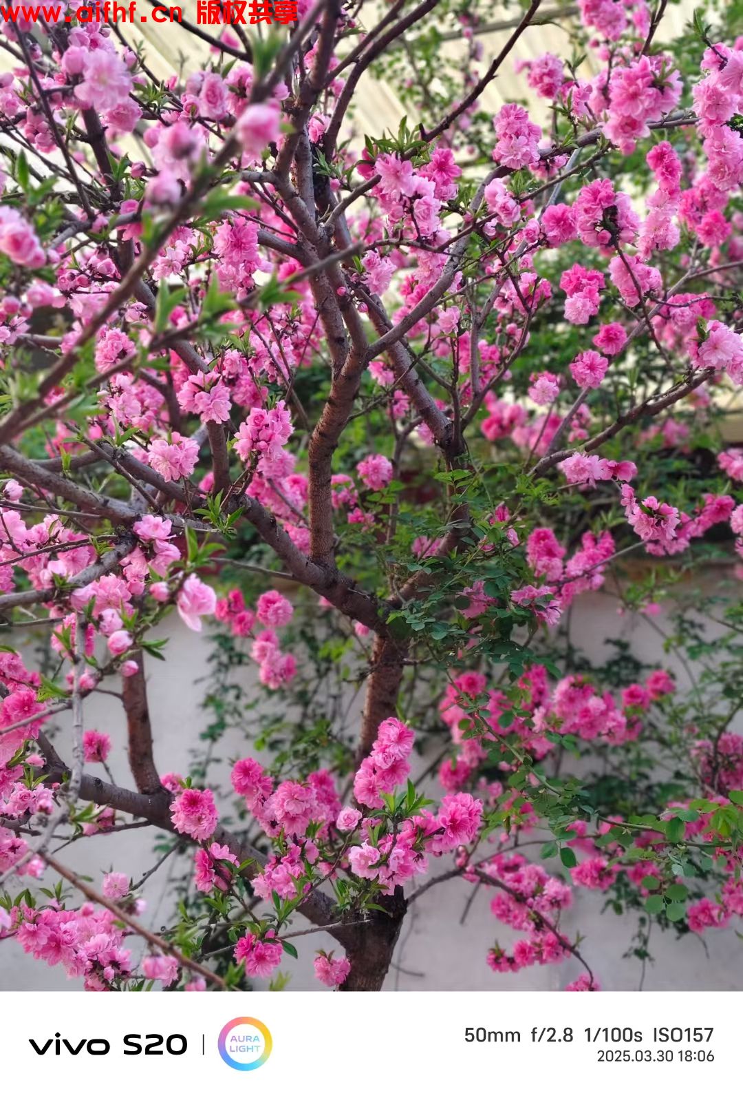 天使的微笑:春暖花开，清风徐来，五颜六色！